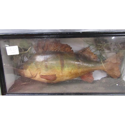 1267 - CASED TAXIDERMY PERCH FISH - CASE 38cms W