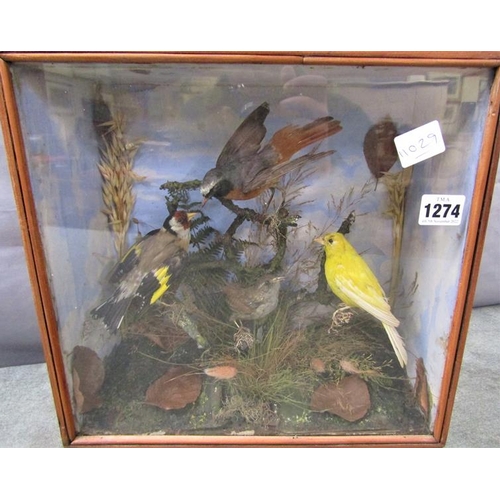 1274 - CASED TAXIDERMY FINCHES AND CANARY 31cms H