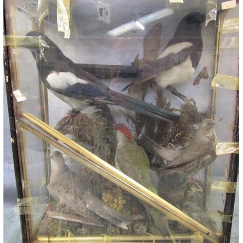 1277 - CASED TAXIDERMY BIRDS COMPRISING MAGPIES, PIGEON, WOODPECKER AND THRUSH - CASE 56cms H