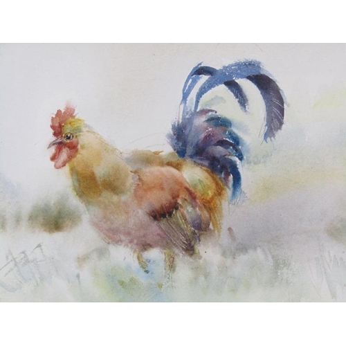 1133 - SIGNED INDISTINCTLY DATED 1978 - COCKEREL, F/G, 14CM X 22CM