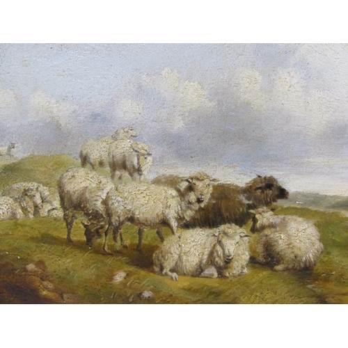 1136 - IN THE MANNER OF THOMAS SIDNEY COOPER - SHEEP RESTING CLOSE TO A PATHWAY, OIL ON BOARD, FRAMED, 20CM... 