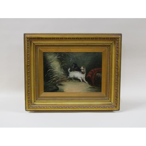 1260 - J Langlois - two terriers chasing a rat, signed, oil on canvas, framed, 24cm x 34.5cm.