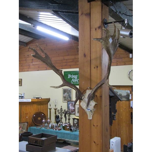 1090 - TAIXDERMY ANTLERS, 70CM W