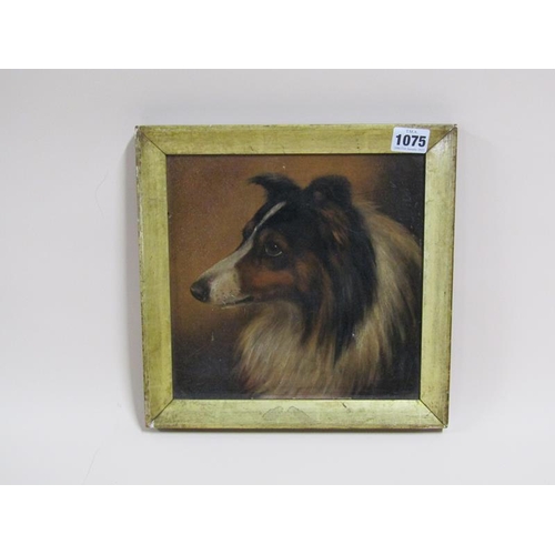 1075 - UNSIGNED 19C COLLIE DOG, OIL ON BOARD, FRAMED, 22CM X 22CM