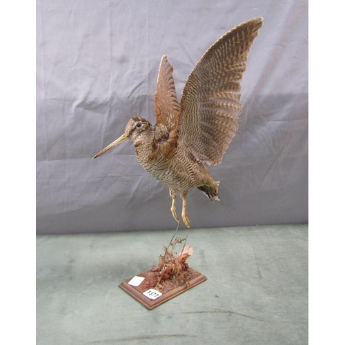 1377 - TAXIDERMY WOOD COCK BIRD - 50cms H