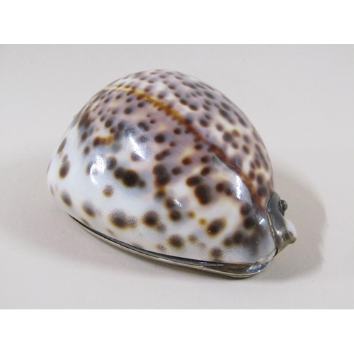 40 - A late 19c/early 20c conch shell snuff box with silver plated hinged lid, 8cm w.