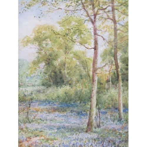 184 - Sylvester Stannard - Bluebell wood, signed watercolour, framed and glazed, 24cm x 16.5cm.