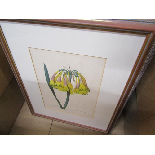 386 - FRAMED BOTANICAL ENGRAVINGS