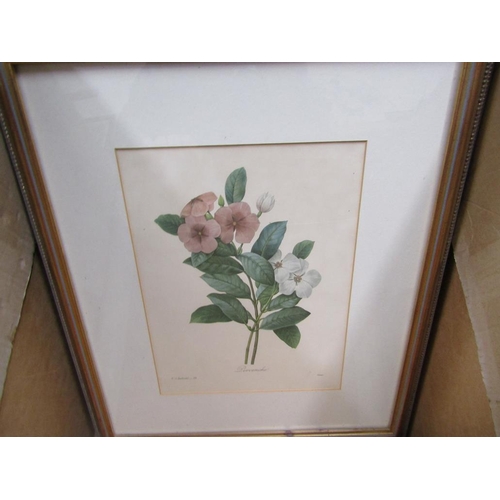 254 - SERIES OF FRAMED BOTANICAL PRINTS