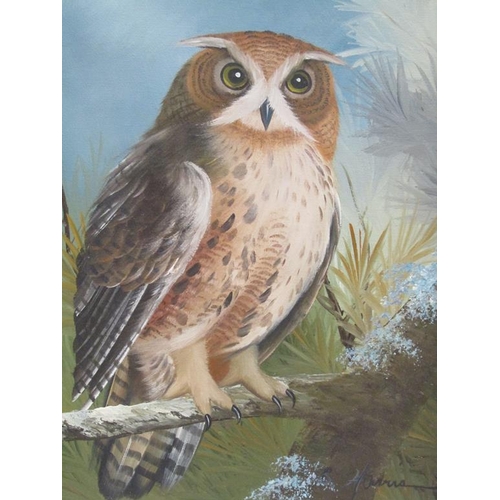 1118 - B HARRIS - TWO PAINTINGS OF OWLS, SIGNED OIL ON CANVAS, EACH FRAMED 39CM X 29CM