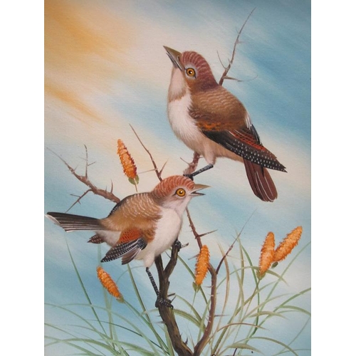 1136 - COLLECTION OF FOUR ORNITHOLOGICAL PAINTINGS SIGNED BRUCE- APPROX 40CM X 30CM