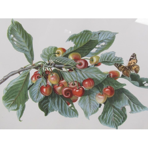 1137 - COLLECTION OF SIX F/G PRINTS - FRUIT AND BUTTERFLIES, EACH APPROX 27CM X 38CM