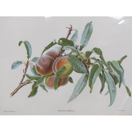 1137 - COLLECTION OF SIX F/G PRINTS - FRUIT AND BUTTERFLIES, EACH APPROX 27CM X 38CM