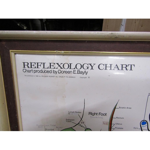 150 - FRAMED REFLEXOLOGY CHART