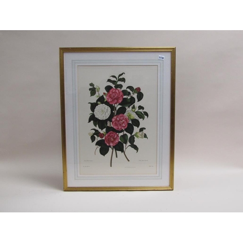 1116 - PAIR OF COLOURED ROSE PRINTS, F/G, 64CM X 45CM