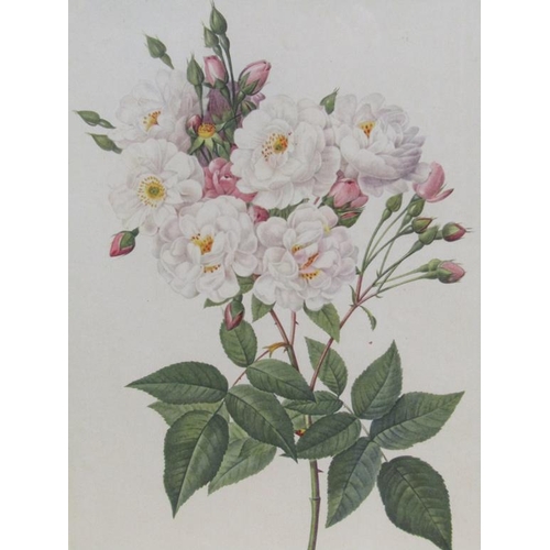 1155 - THREE F/G COLOURED BOTANICAL PRINTS, 35CM X 24CM