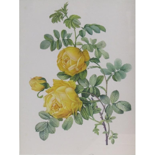 1155 - THREE F/G COLOURED BOTANICAL PRINTS, 35CM X 24CM