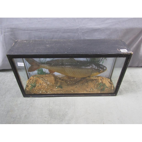 1241 - CASED TAXIDERMY - WILD CARP, 61CM W