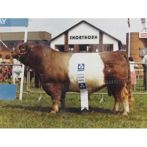 1012 - F/G COLOURED PHOTOGRAPH - ROYAL SHOW 1983 CHAMPION SHORT HORN BULL, 76CM X 100CM