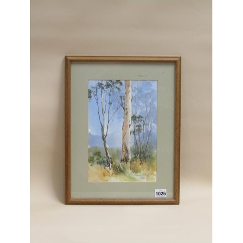 1026 - MARGARET METCALF - SILVER BIRCH TREE WATERCOLOUR, F/G 27 x 18cms