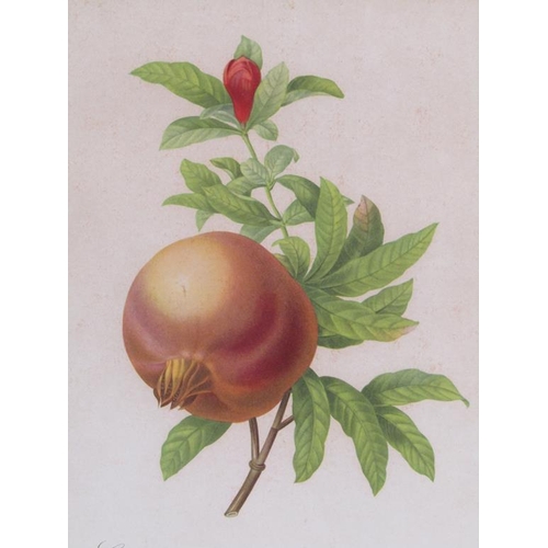 1075 - COLLECTION OF FOUR COLOURED PRINTS RELATING TO VARIOUS FRUITS 22 x 18cms APPX