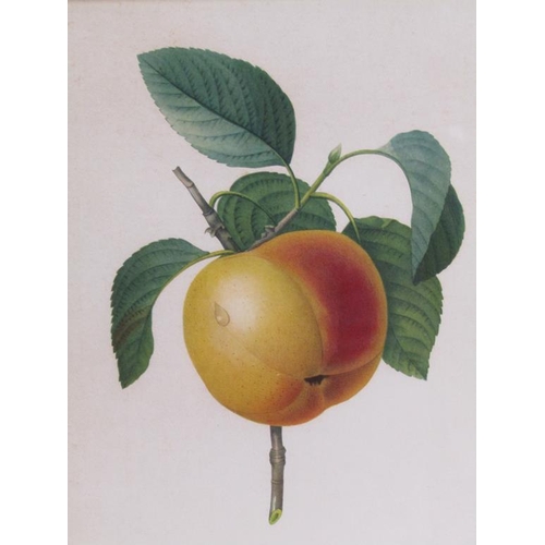 1075 - COLLECTION OF FOUR COLOURED PRINTS RELATING TO VARIOUS FRUITS 22 x 18cms APPX