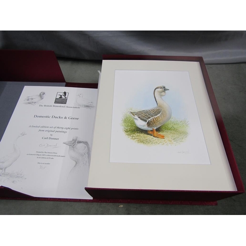 1483 - LIMITED EDITION SET OF 38 PRINTS FROM ORIGINAL PAINTINGS RELATING TO DOMESTIC DUCKS AND GEESE BY CAR... 