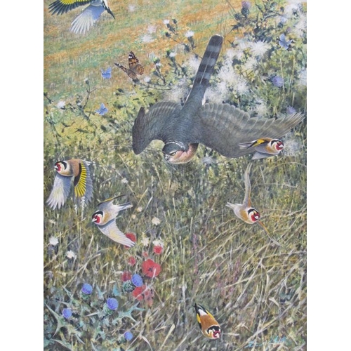 1114 - RICHARD J SMITH - SPARROW HAWK ATACKING GOLD CRESTS, SIGNED OIL ON CANVAS, FRAMED, 75CM X 50CM