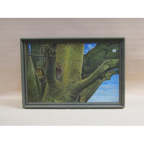 1157 - RICHARD J SMITH - SLEEPING OWL, SIGNED OIL ON BOARD, FRAMED, 59CM X 90CM