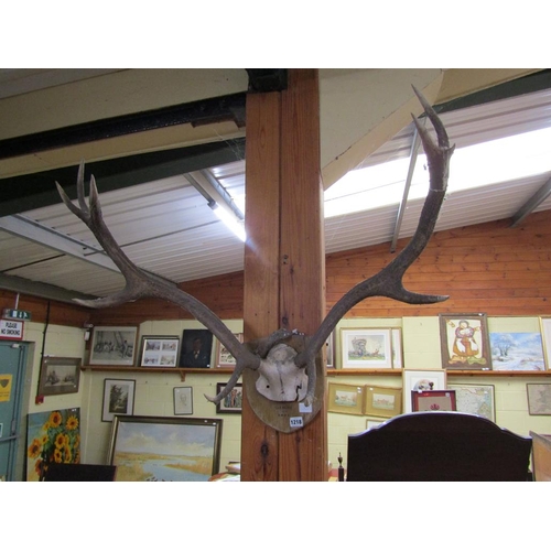 1218 - PAIR OF STAG ANTLERS