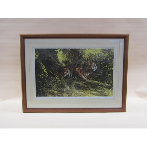 1150 - SPENCER HODGE - TIGER, SIGNED COLOURED PRINT, F/G, 55CM X 87CM