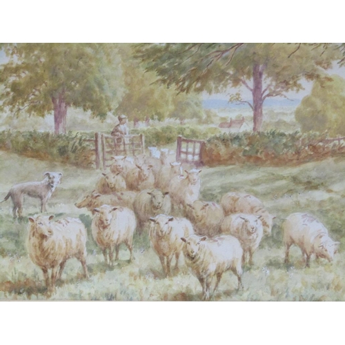 1206 - H J RHODES - SHEEP ENTERING NEW PASTURE, SIGNED WATERCOLOUR, F/G, 25CM X 40CM