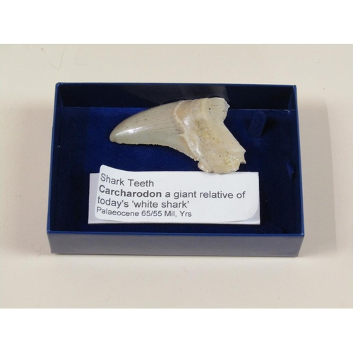 1463 - FOSSILISED SHARKS TOOTH FROM A PALAEOCENE PERIOD CARCHARODON