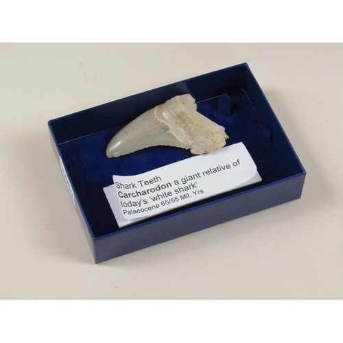 1463 - FOSSILISED SHARKS TOOTH FROM A PALAEOCENE PERIOD CARCHARODON