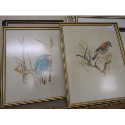 156 - COLLECTION OF FRAMED PRINTS - BIRDS