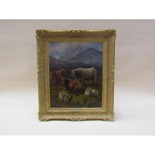 251 - Charles Jones 1875 - Highland cattle and sheep, signed in mono, oil on board, framed, 50cm x 40cm.