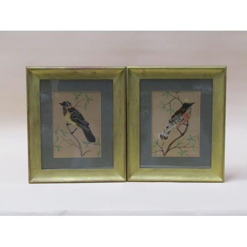 1040 - SERIES OF FOUR FEATHER BIRD PICTURES, EACH F/G, 23CM X 16CM