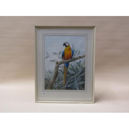 1051 - PHILLIP HICKMAN 1974 - PARROT, SIGNED WATERCOLOUR, F/G, 56CM X 42CM