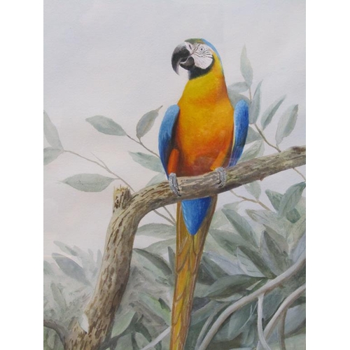 1051 - PHILLIP HICKMAN 1974 - PARROT, SIGNED WATERCOLOUR, F/G, 56CM X 42CM