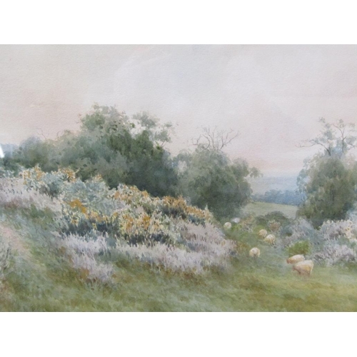 1052 - A ASHDOWN BOX - SHEEP GRAZING ON A COMMON, SIGNED WATERCOLOUR, F.G, 25CM X 34CM