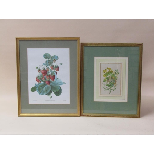 1174 - SERIES OF THREE BOTANICAL COLOURED PRINTS, F/G, EACH 26CM X 22CM