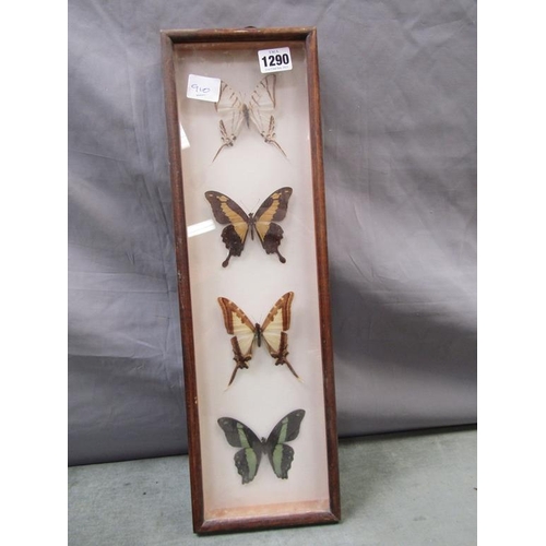 1290 - CASED BUTTERFLY DISPLAY