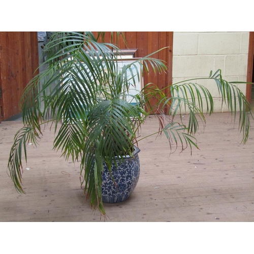 1214 - ORIENTAL BLUE AND WHITE CERAMIC JARDINERE TOGETHER WITH THE PLANT THEREIN