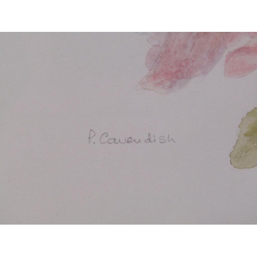 1216 - P CAVENISH - PINK ROSES, SIGNED WATERCOLOUR F/G, 29CM X 23CM