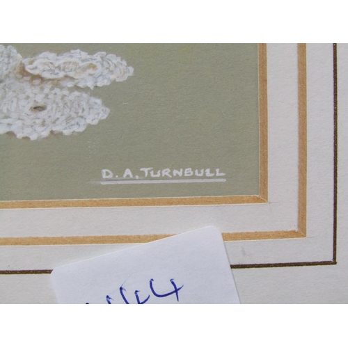 1232 - DA TURNBULL - FEVERFEW, GOUACHE, SIGNED, FRAMED, 14CM X 15CM