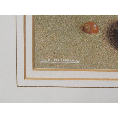 1235 - DA TURNBULL - SEASHELLS, SIGNED GOUACHE, F/G, 14CM X 15CM