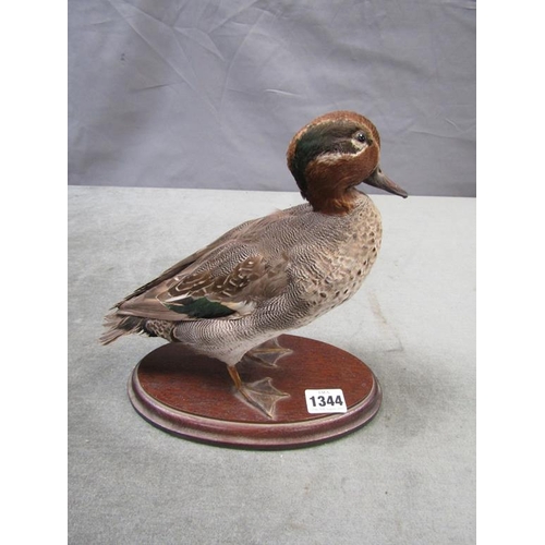 1344 - TAXIDERMY FIGURE OF A DUCK 25cms