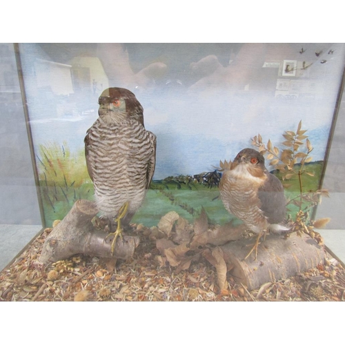 1366 - CASED TAXIDERMY OF TWO BIRDS OF PREY, CASE 62cms W