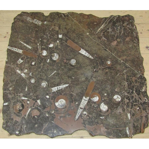 54 - A fossilised shell panel of large proportion, 88cm x 84cm.