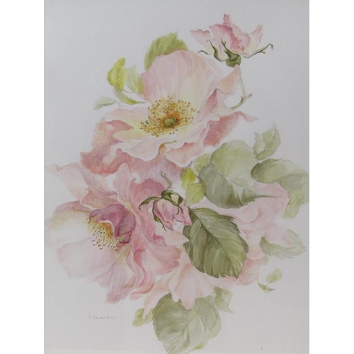 1217 - P CAVENDISH - PINK ROSES, WATERCOLOUR.  SIGNED F/G 29 x 23 cms